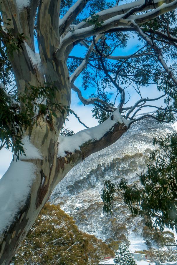 Pure Chalet Thredbo Hotel Exterior photo